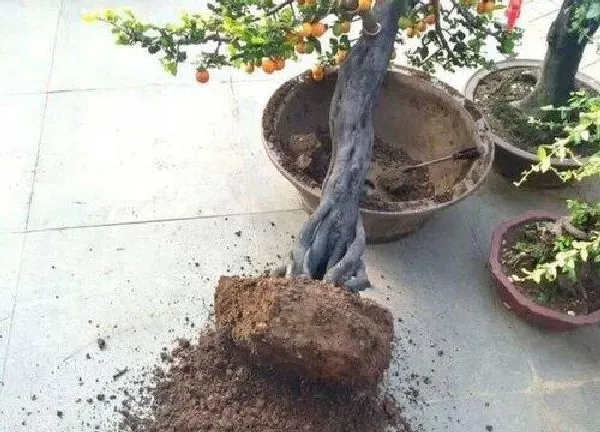 植物生根|金弹子怎么修根