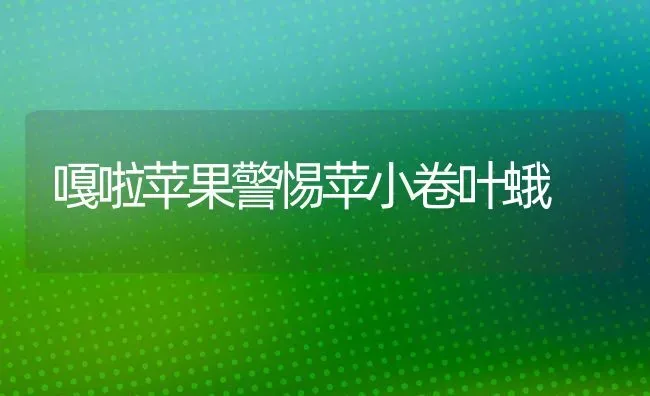 嘎啦苹果警惕苹小卷叶蛾 | 瓜果种植