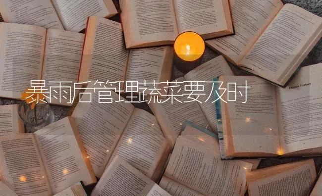 暴雨后管理蔬菜要及时 | 蔬菜种植