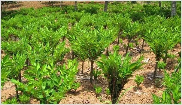 高产魔芋需要掌握的种植技巧有哪些？ | 养殖技术