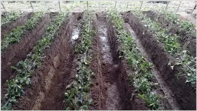 草莓定植后怎么管理 | 农业技术