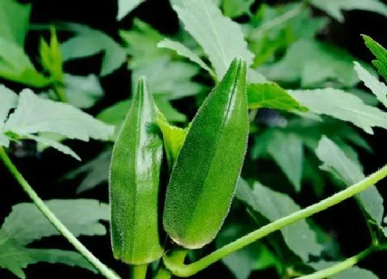 种植百科|秋葵一年可以种几次 生长期多长时间
