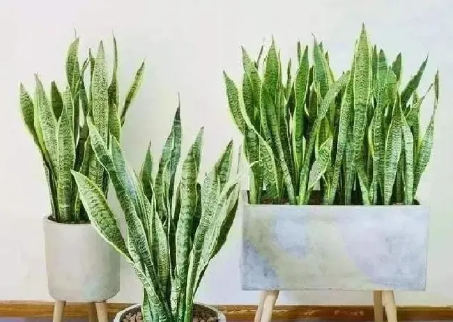 植物浇水|虎皮兰怎么浇水长得快不积水（虎皮兰种植后合适浇水方法）