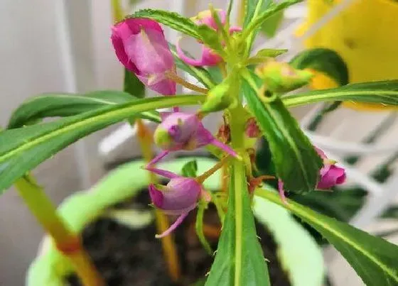 种植百科|凤仙花种植多久开花 从种发芽子到开花要多久时间