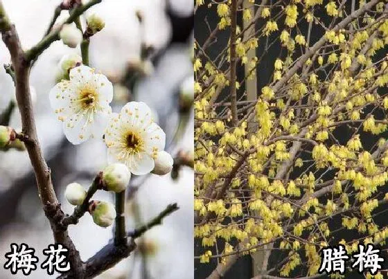 植物种类|梅花和腊梅花是一种花吗