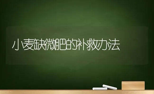 小麦缺微肥的补救办法 | 粮油作物种植
