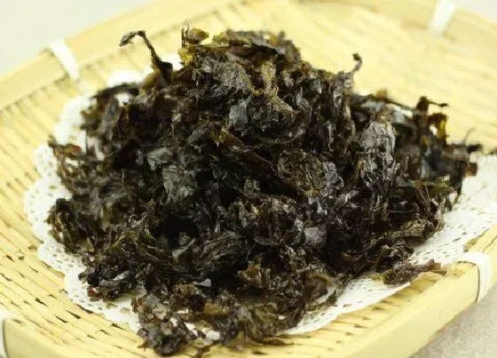 植物百科|紫菜是什么植物