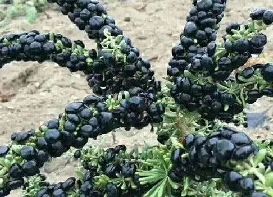 植物百科|黑枸杞生长在什么地方