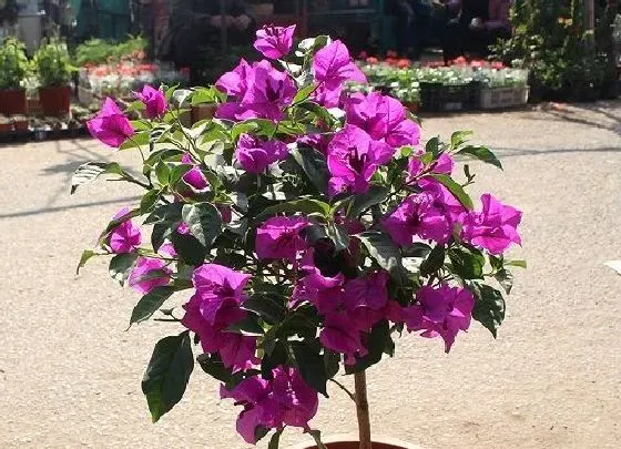 植物修剪|三角梅怎么剪枝 修剪方法及图解