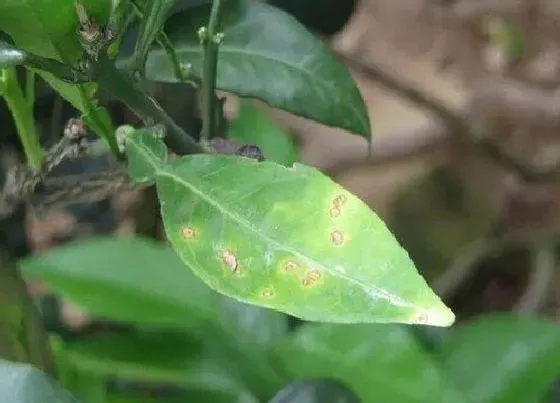 植物虫害|烟草病虫害防治技术与方法措施