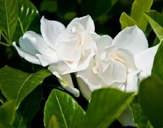 开花时间|栀子花多长时间开花 养多久开花一次