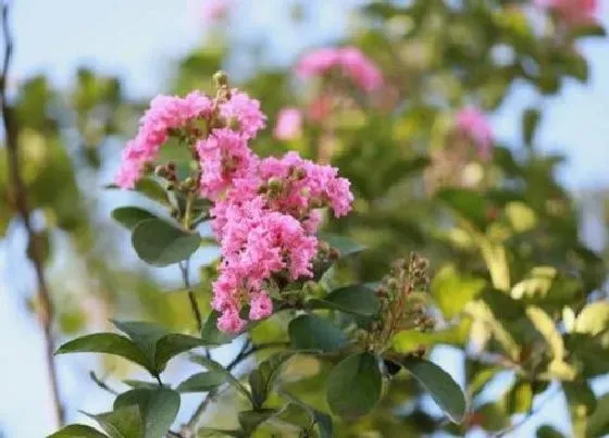 花卉百科|紫薇花什么时候开花的  紫薇花花期长什么样子图片