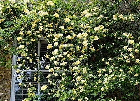 种植位置|木香花可以种在院子里吗