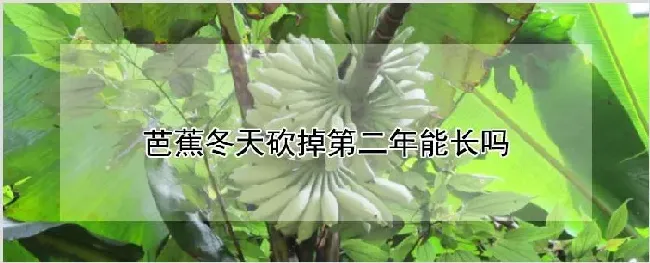 芭蕉冬天砍掉第二年能长吗 | 农业科普