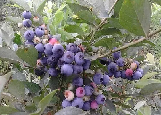 果实科普|推荐顶级蓝莓品种介绍（目前最好的蓝莓品种排名）