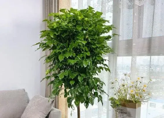 冬天植物|幸福树能过冬天吗 幸福树冬天怎么养好怎么越冬