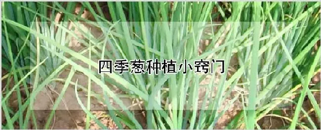 四季葱种植小窍门 | 自然知识