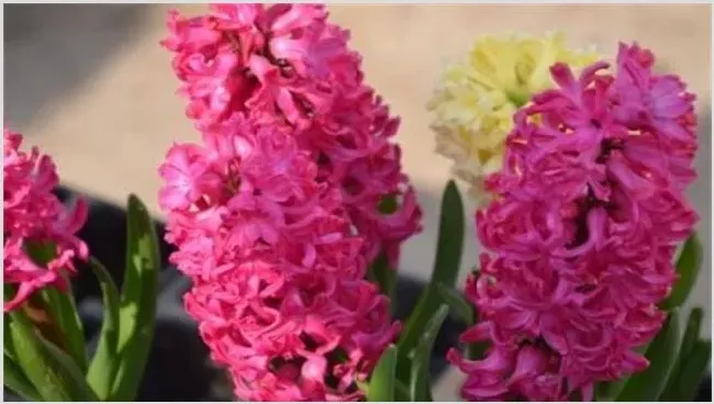 如何延长风信子花期 | 自然知识