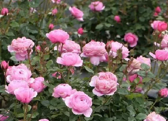 植物种类|月季品种名称及图片 月季花品种大全