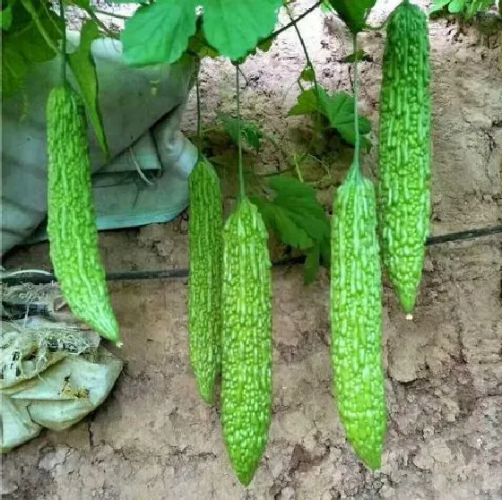 食用常识|苦瓜是发物吗 是不是属于发物食物