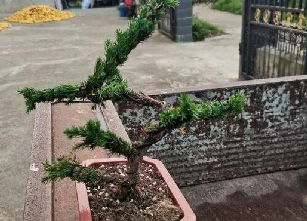 植物移栽|罗汉松什么时候换盆合适