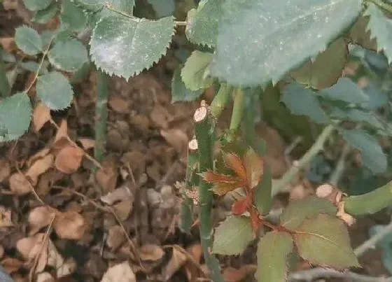 植物修剪|玫瑰花怎样剪枝开的更多花，盆栽玫瑰花怎么修剪过程）