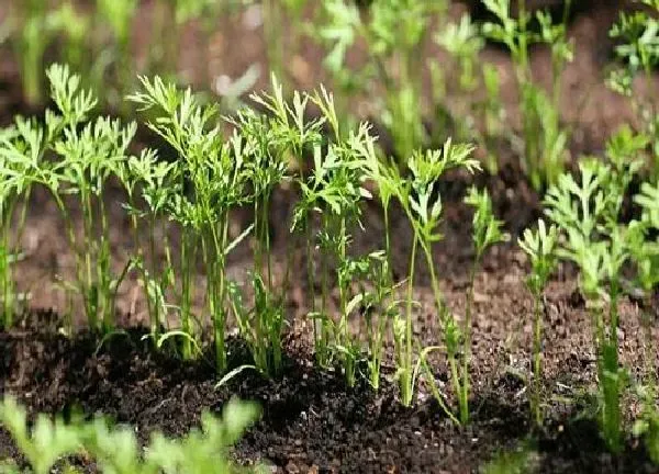 植物发芽|胡萝卜不发芽怎么办
