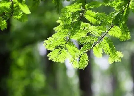 植物排行|珍稀植物有哪些