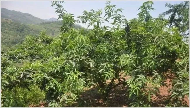 藤椒种植的注意事项 | 种植技术