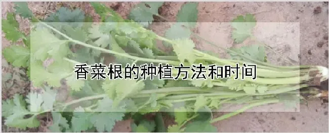 香菜根的种植方法和时间 | 种植资料