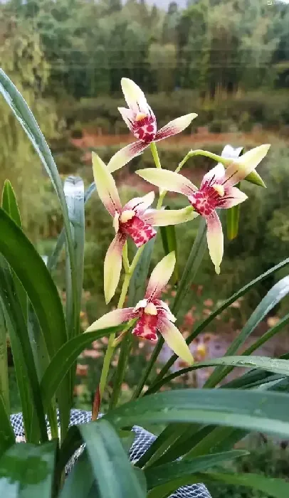 植物种类|什么品种兰花最受欢迎卖得最好（市面上什么兰花好养又香）