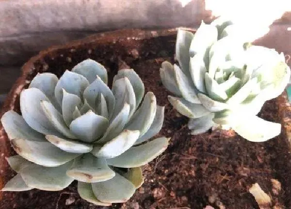 植物发芽|乌木种子多久发芽
