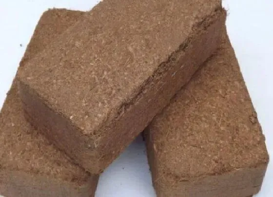 种植土壤|椰砖可以种多肉吗