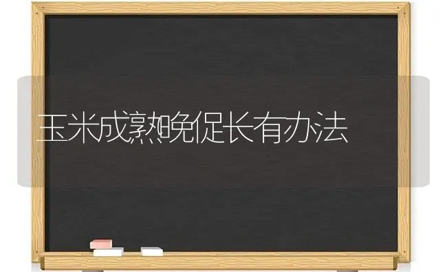 玉米成熟晚促长有办法 | 粮油作物种植