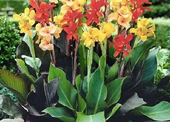 花卉百科|十月份开的花有哪些 10月什么花开放