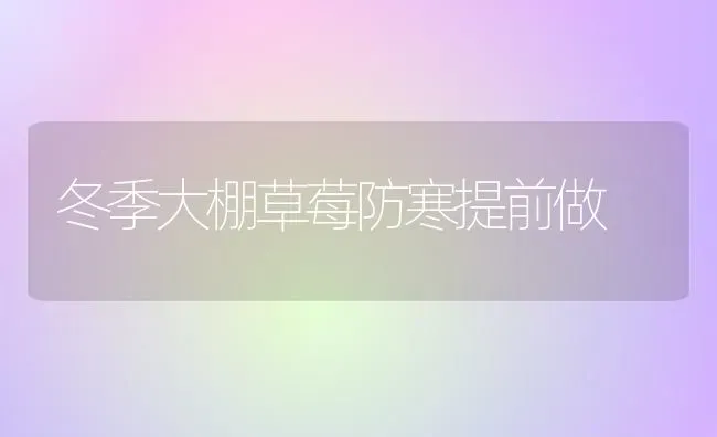 冬季大棚草莓防寒提前做 | 瓜果种植