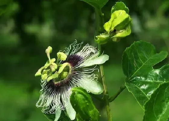 植物百科|百香果开花吗 开花什么样子