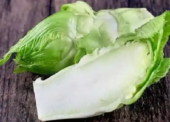 植物百科|儿菜又叫什么菜