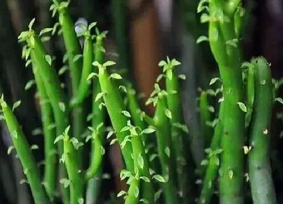 植物百科|绿珊瑚开花吗 在什么时候开花