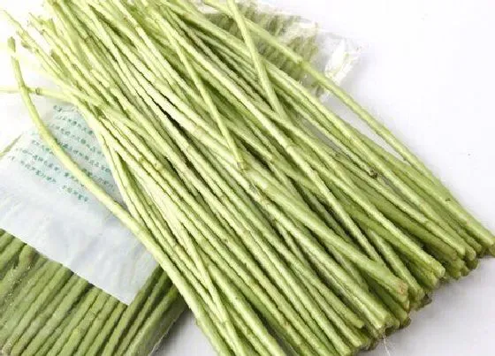 植物百科|泥蒿是什么季节的菜