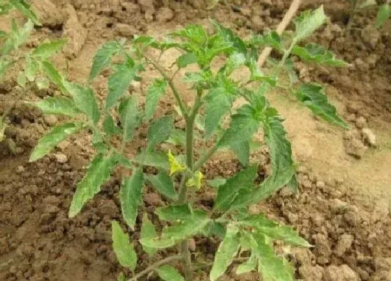 不开花|西红柿不开花什么原因