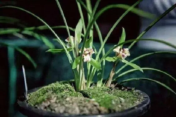 植物百科|兰花可以淋雨吗 下雨天可以放外面淋雨吗