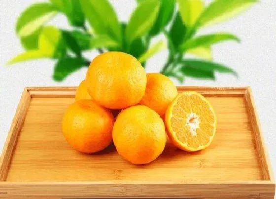 水果科普|蜜芦是什么水果