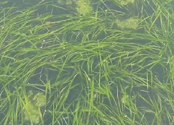 植物百科|黑藻是真核还是原核细胞生物（黑藻有没有叶绿体吗）