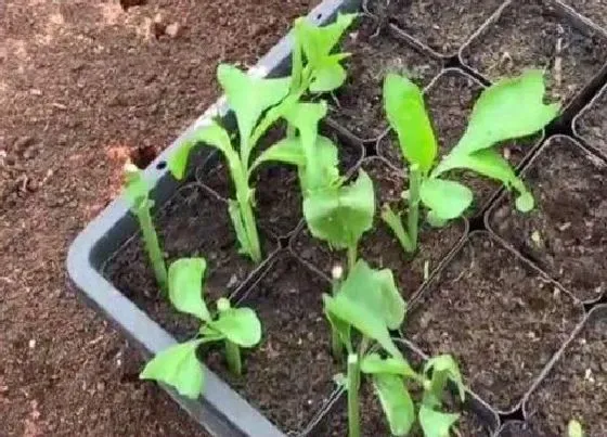 种植土壤|蓝雪花适合什么土种植