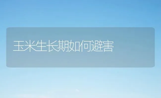玉米生长期如何避害 | 粮油作物种植
