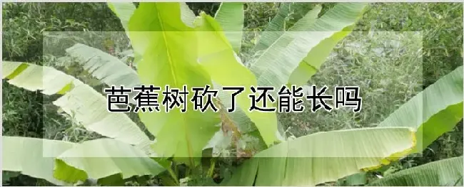 芭蕉树砍了还能长吗 | 农业科普