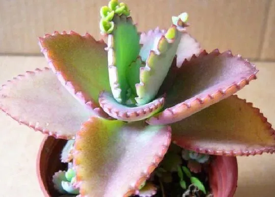 植物百科|落地生根会开花吗 什么时候开花