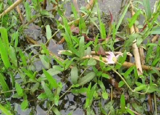 植物百科|半边莲是多年生吗