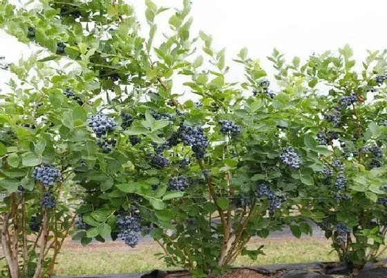 植物百科|蓝莓生长在什么地方